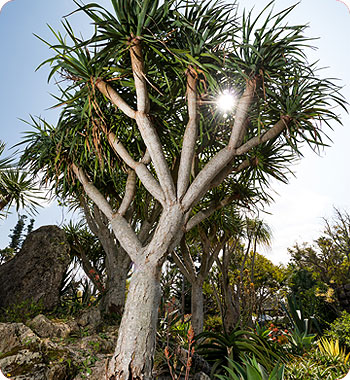 世界一の長寿の木「リュウケツジュ」